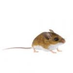 Rodent Exterminator