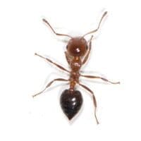 acrobat-ant