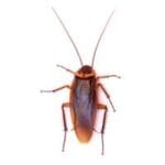 american-cockroach