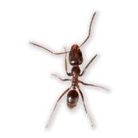 argentine-ant