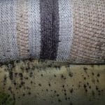 Bed Bug Treatment