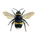 Stinging Insect Removal