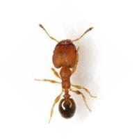 bigheaded-ant