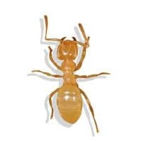 citronella-ant