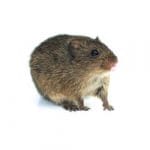 COTTON RAT