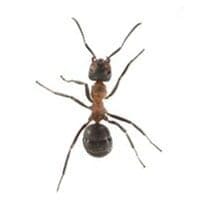 Ant Control