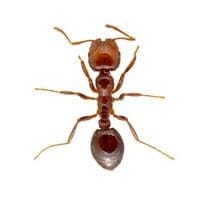 fire-ant