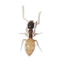 ghost-ant
