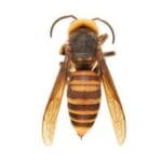 Stinging Insect Control