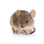 Rodent Control Services