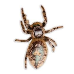 Spider Control