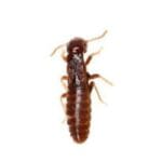 Termites Control Services