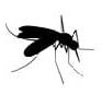 adult-mosquito