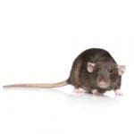 NORWAY RAT