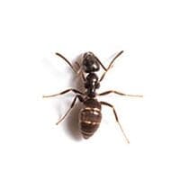 odorous-house-ant