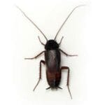Roach Exterminator