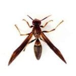 paper-wasp