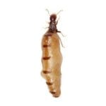 queen-termite