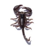 scorpion