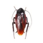 Cockroach Control Services