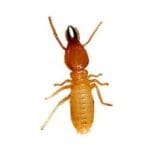 Termite Control