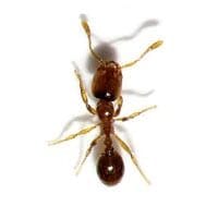 Ant Control in Memphis, Spring Hill, Columbus, and Aberdeen