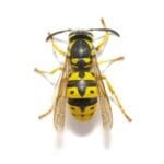 Stinging Insect Control Stinging Pests Treatment