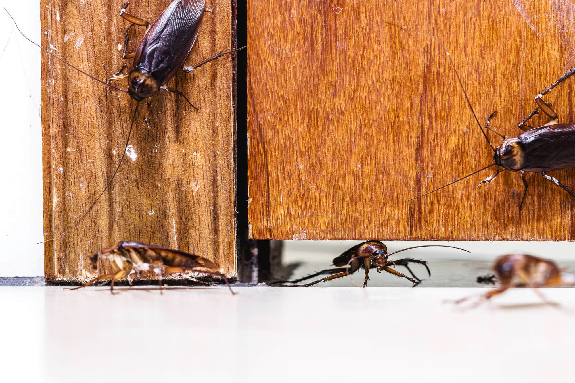 Preventing Cockroach Infestations: Proactive Measures for Homeowners