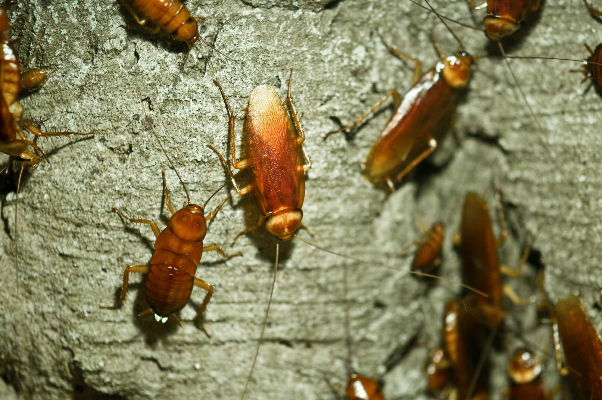 The Costs of Cockroach Infestations: Why Timely Control Matters
