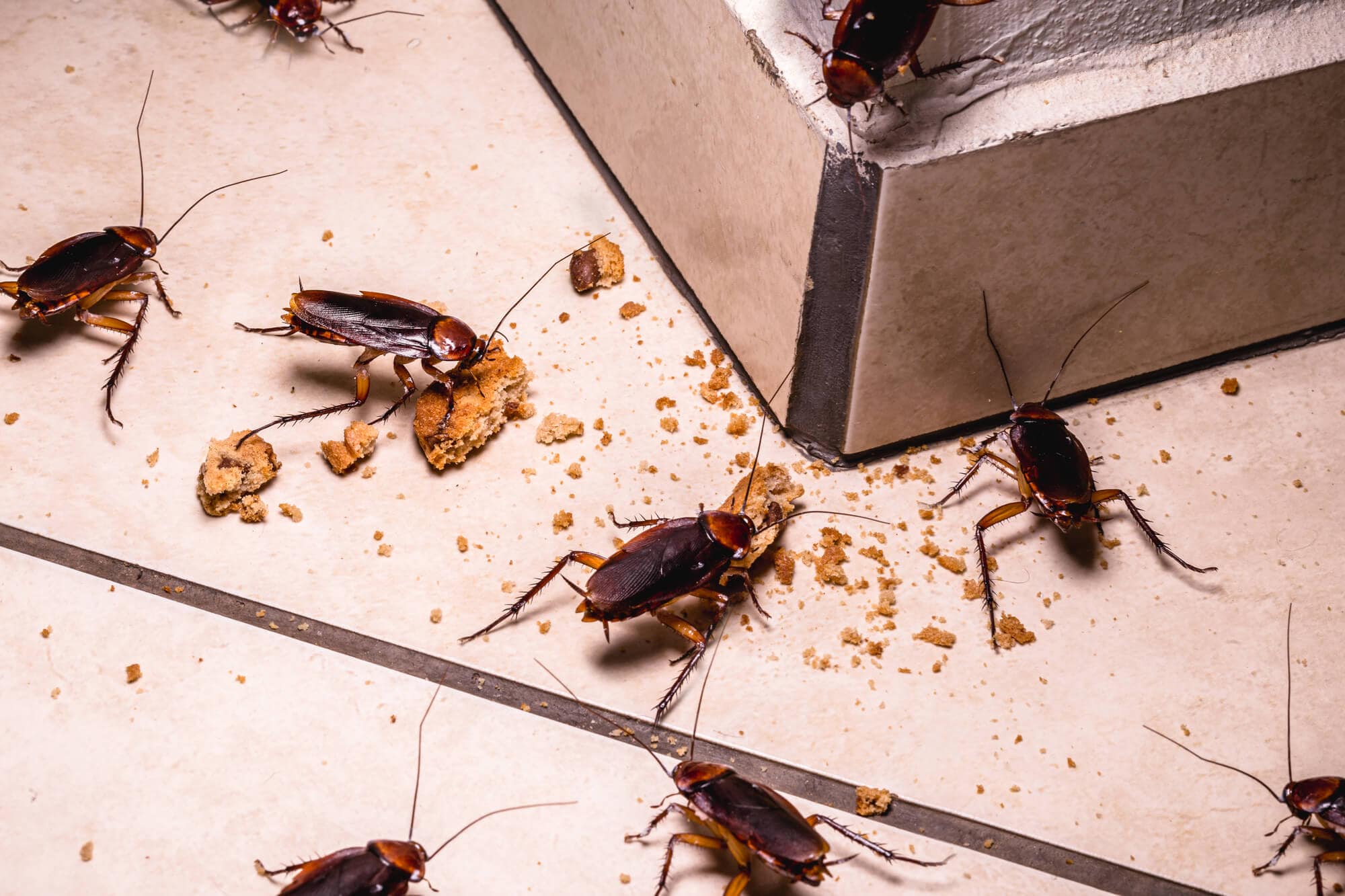 The Hidden Dangers of Cockroaches: Why You Need Effective Control