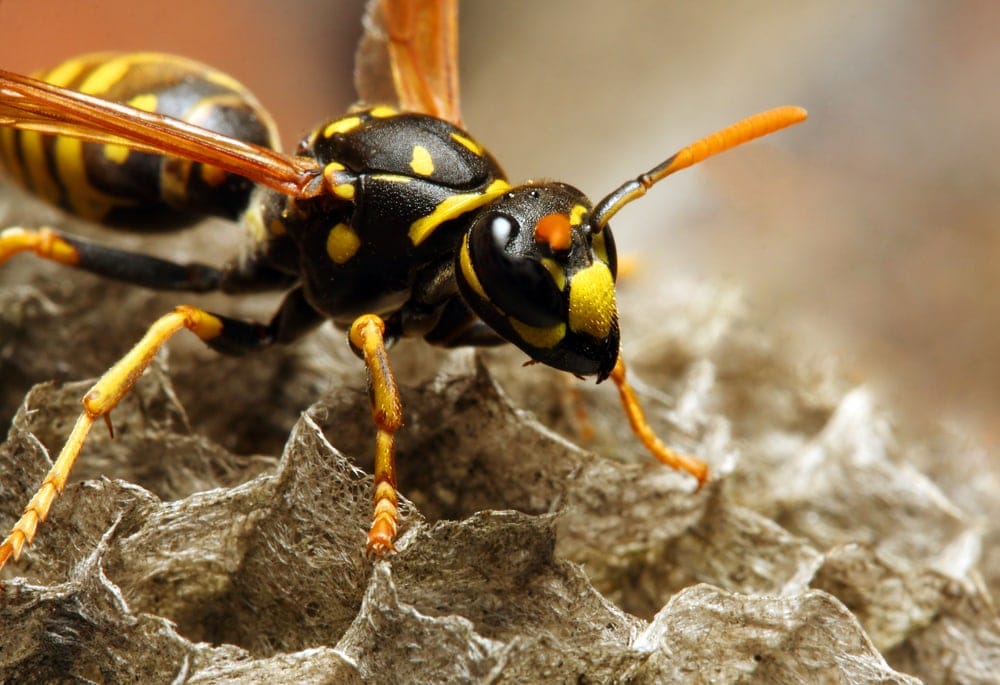 Stinging Pest Control in Memphis, Spring Hill, Columbus, and Aberdeen